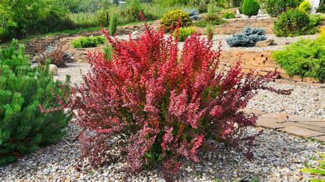 non invasive barberry shrubs.